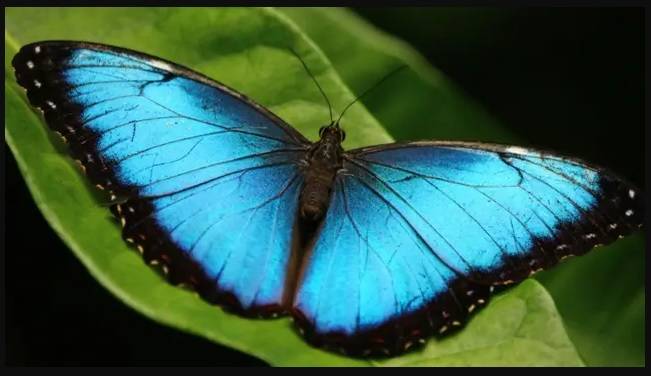 تقنية مستوحاة من أجنحة الفراشات لتشخيص السرطان