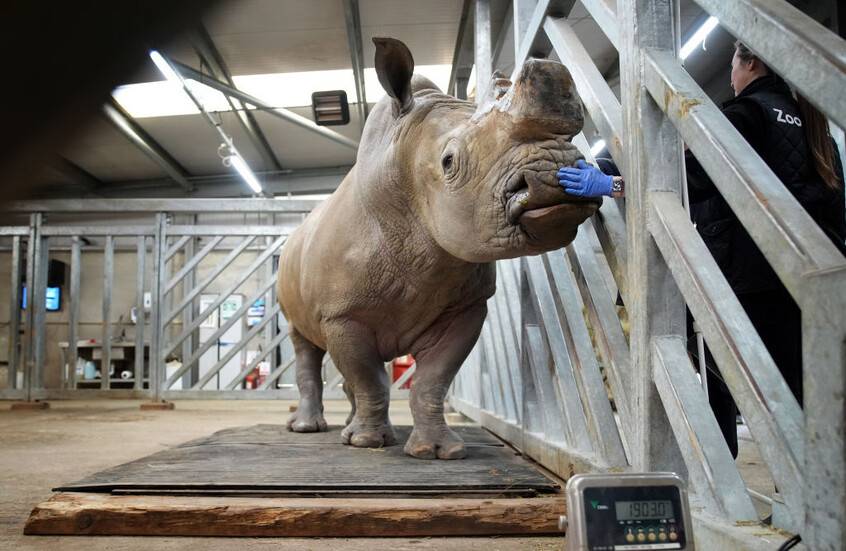 رجل يهاجم وحيد القرن في حديقة سويسرية