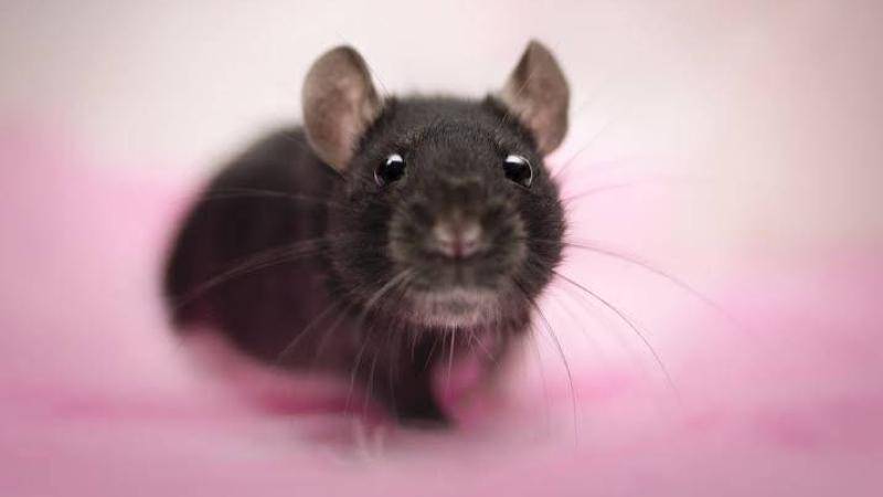 الفئران تحاول إنعاش رفاقها فاقدي الوعي