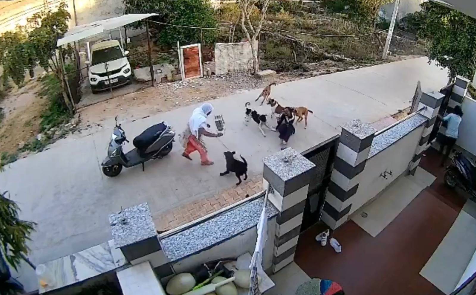 بالفيديو | مسنة هندية تنقذ ببطولة شابة من بين أنياب قطيع من الكلاب