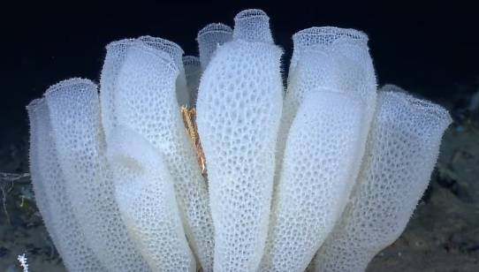 المادة الإسفنجية