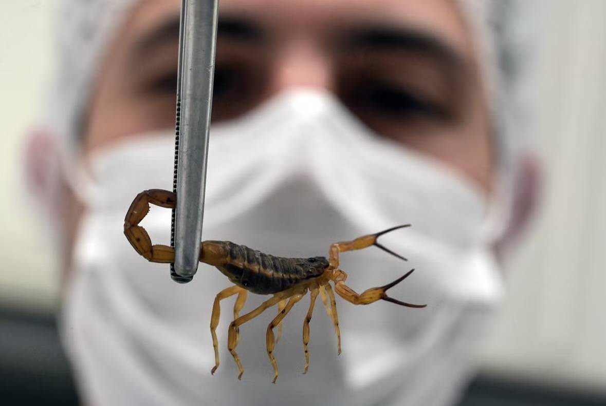 العقرب المكتشف