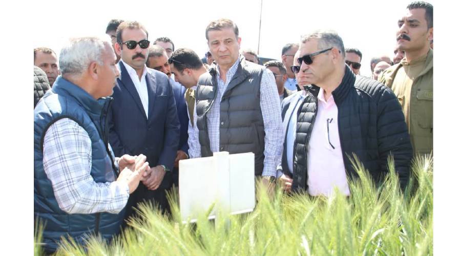 مصر تستنبط 5 أصناف من القمح المقاوم للتغيرات المناخية