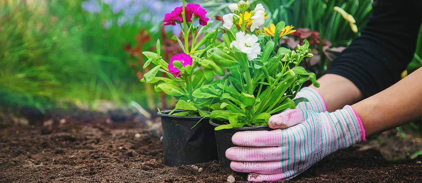 الزهور.. نصائح لزراعة «الراحة النفسية» في المنازل