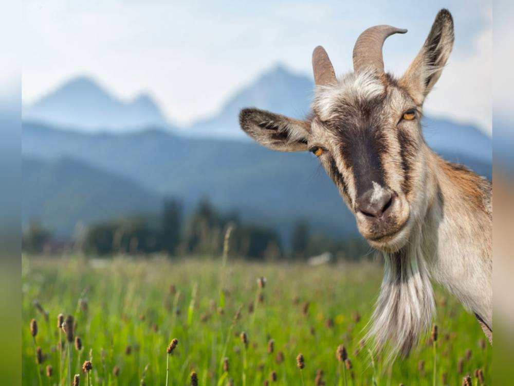«العنزة العنكبوت» مصطلح لا يعرفه الكثيرون.. تعرف إليه؟