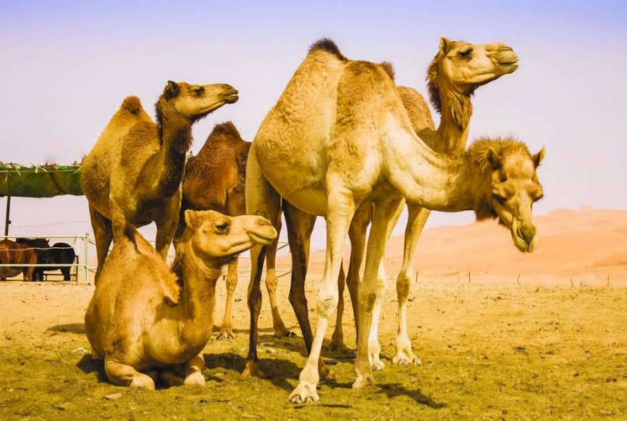 فوائد غذائية وعلاجية لحليب الإبل