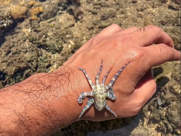 الأخطبوط على يد باحث بيئي