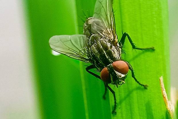 أول إصابة بشرية بالدودة آكلة لحوم البشر في المكسيك.. ما هي وكيفية الوقاية منها؟