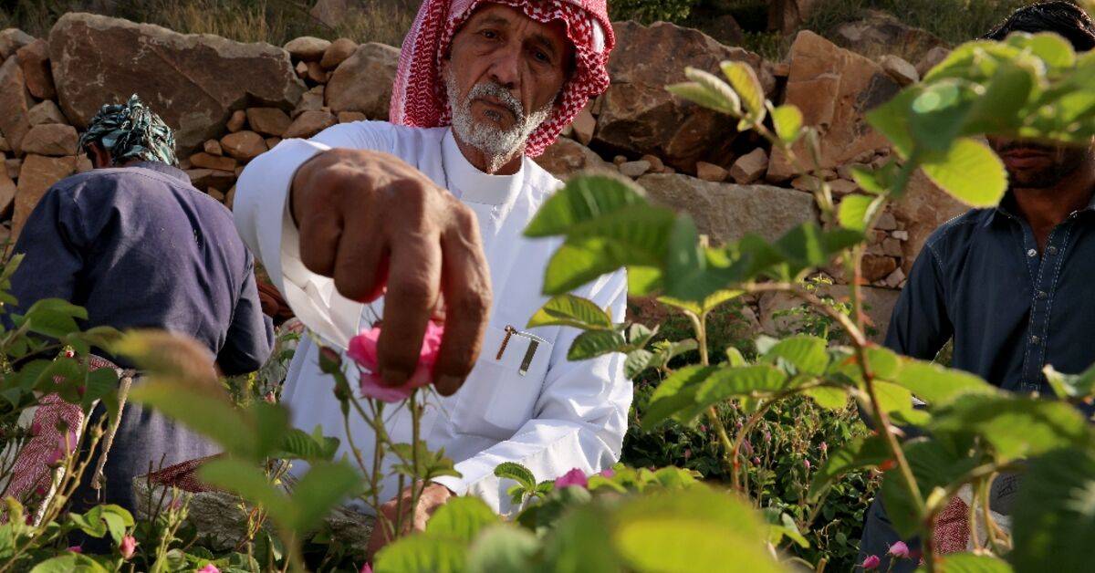 خلف الله الطلحي بين الورود