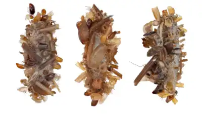 اليرقة «جامع العظام»