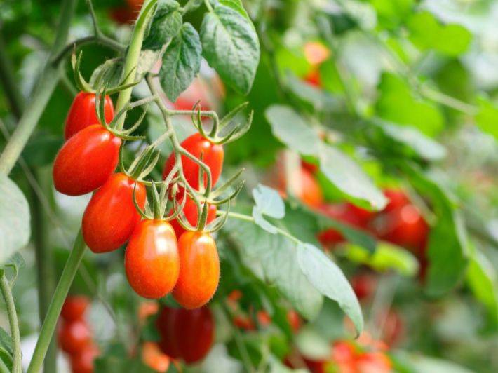 الطماطم الكرزيّة... طعم غني وفوائد متكاملة