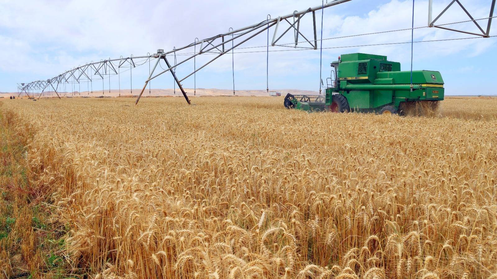 الأصفر الذهبي يزين القرى المصرية في موسم حصاد القمح