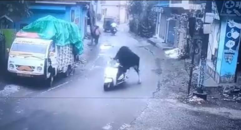 الثور بعد سرقة الدراجة النارية