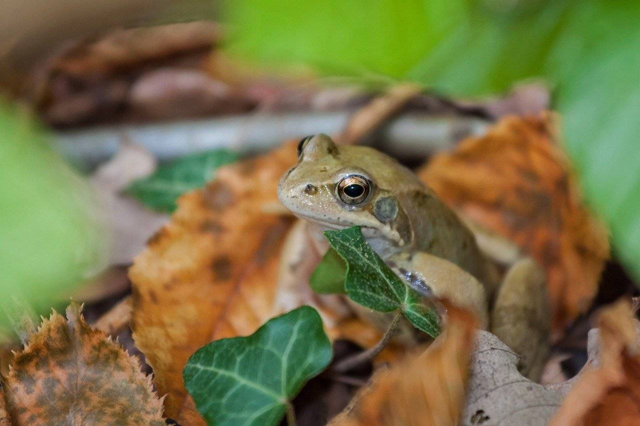 نوع جديد من ضفادع الأشجار 