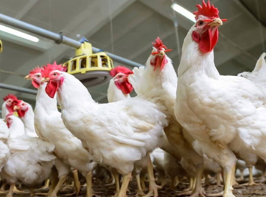 مجلس الوزراء المصري يعلق على معلومات إصابة الدواجن بفيروس