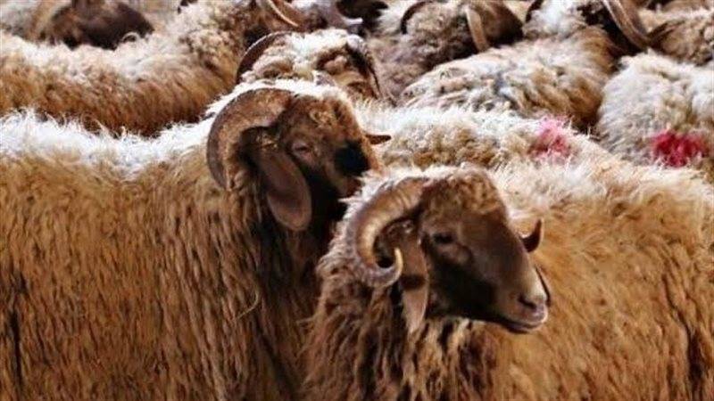 عيد الأضحى 2025.. شروط الأضحية وحكمها وطريقة التعامل معها
