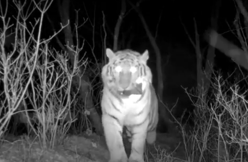 نمر يسرق كاميرا مراقبة (فيديو)