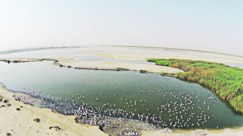 لقطة جوية لطيور الفلامنغو وأماكن انتشارها في محمية الوثبة