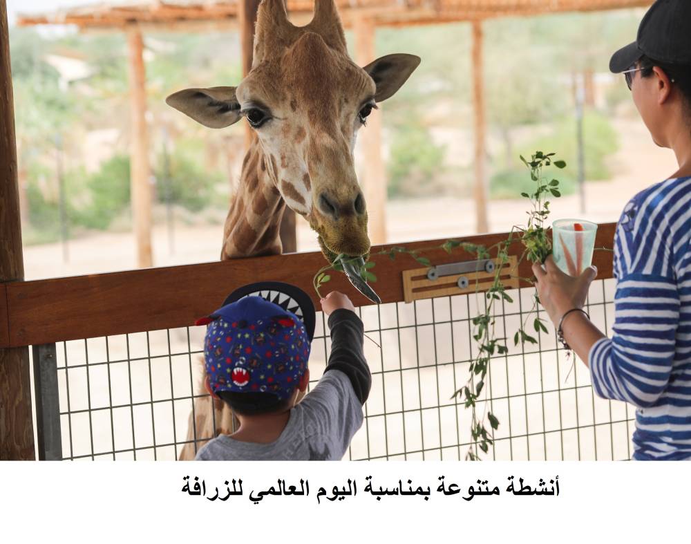 حديقة الحيوانات بالعين تحتفل بيوم الزرافة العالمي