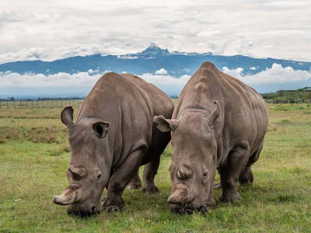البشرية على وشك فقدانه للأبد.. وحيد القرن الأبيض الشمالي يختفي من الكوكب بعد نفوق آخر ذكر