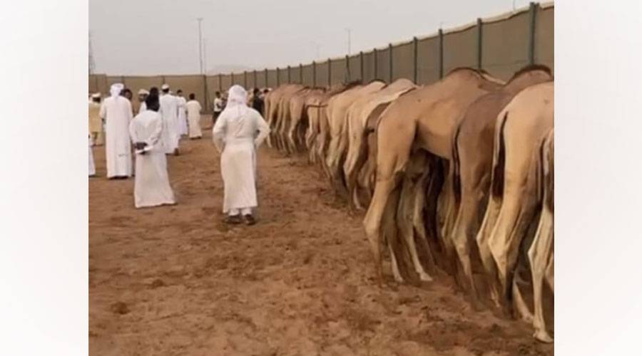 برنامج ترصيص لسن الفطامين بميدان الذيد لسباقات الهجن