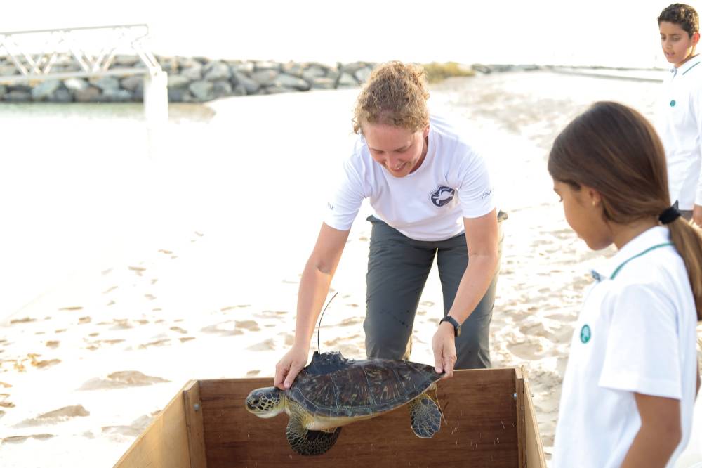 إعادة سلحفاتين بحريتين إلى خور أم القيوين