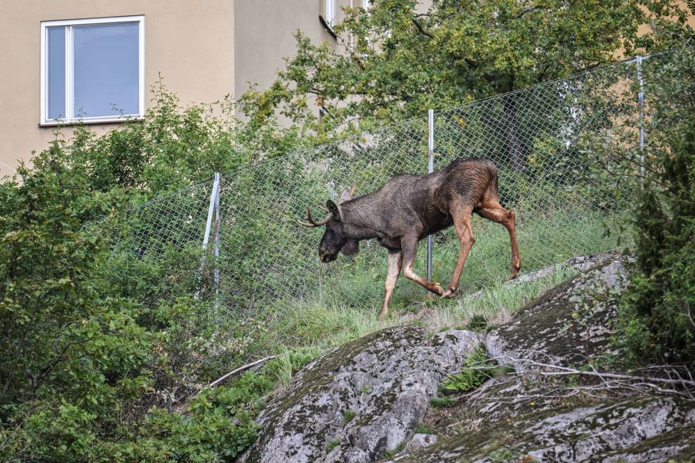 إعدام موظ ضال تجوّل ساعات في شوارع ستوكهولم