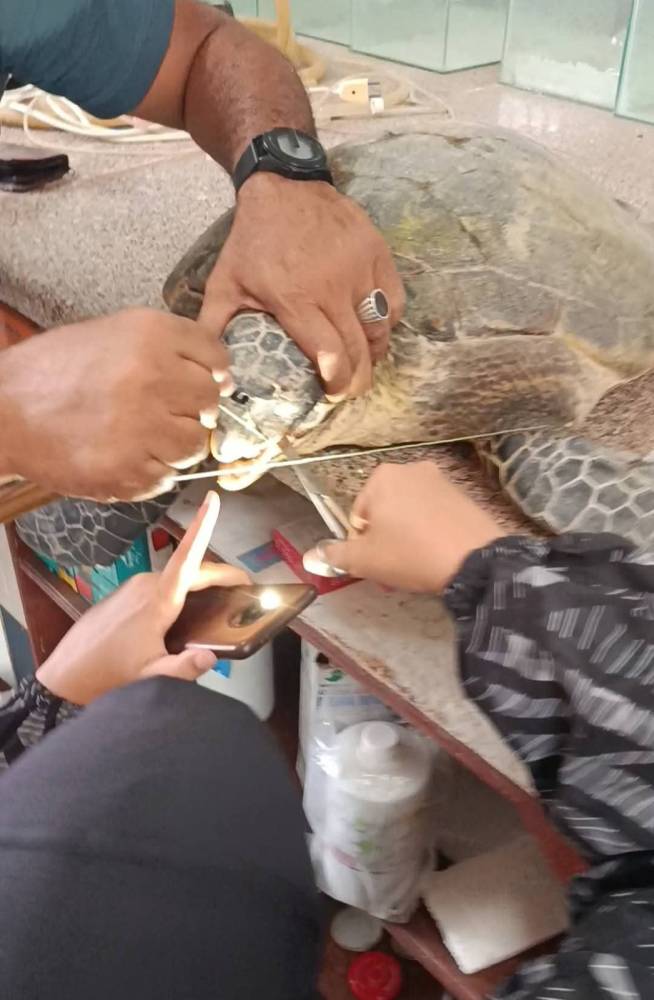 جراحة لإنقاذ سلحفاة نادرة في الغردقة