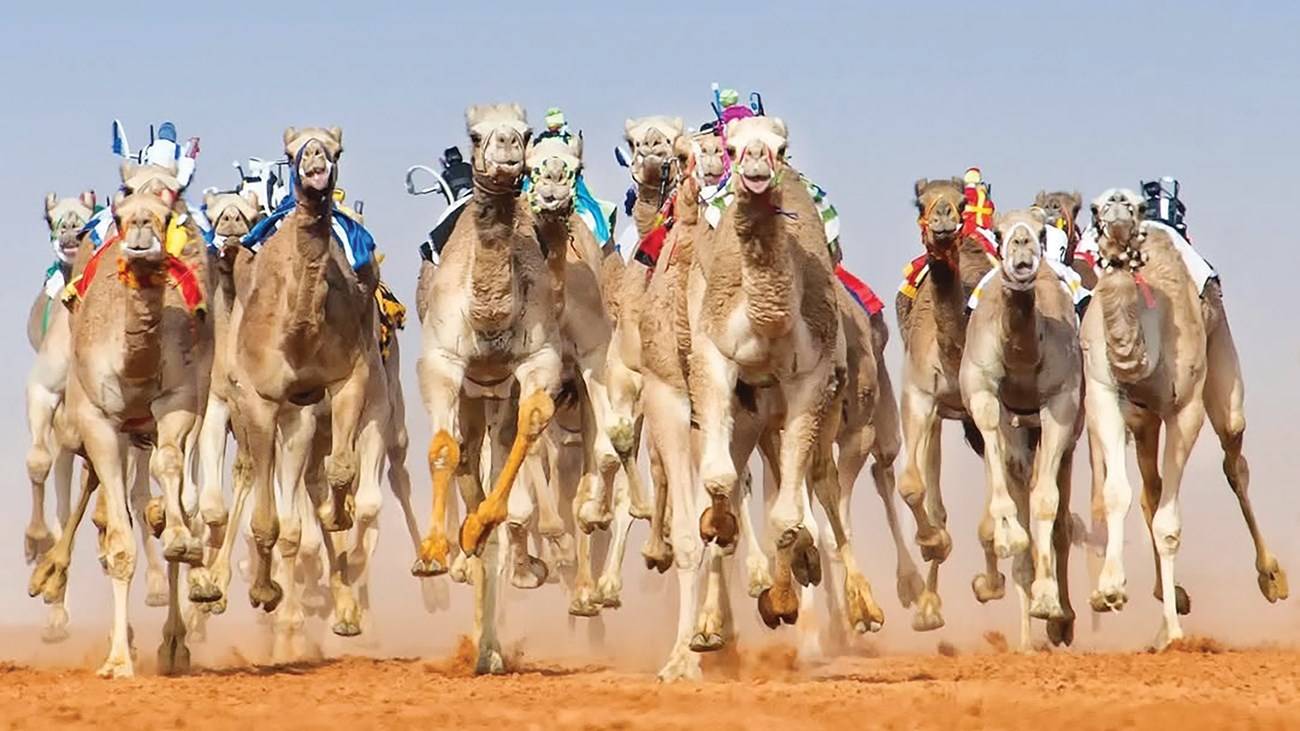 سباقات الهجن رياضة تراثية أصيلة في الإمارات