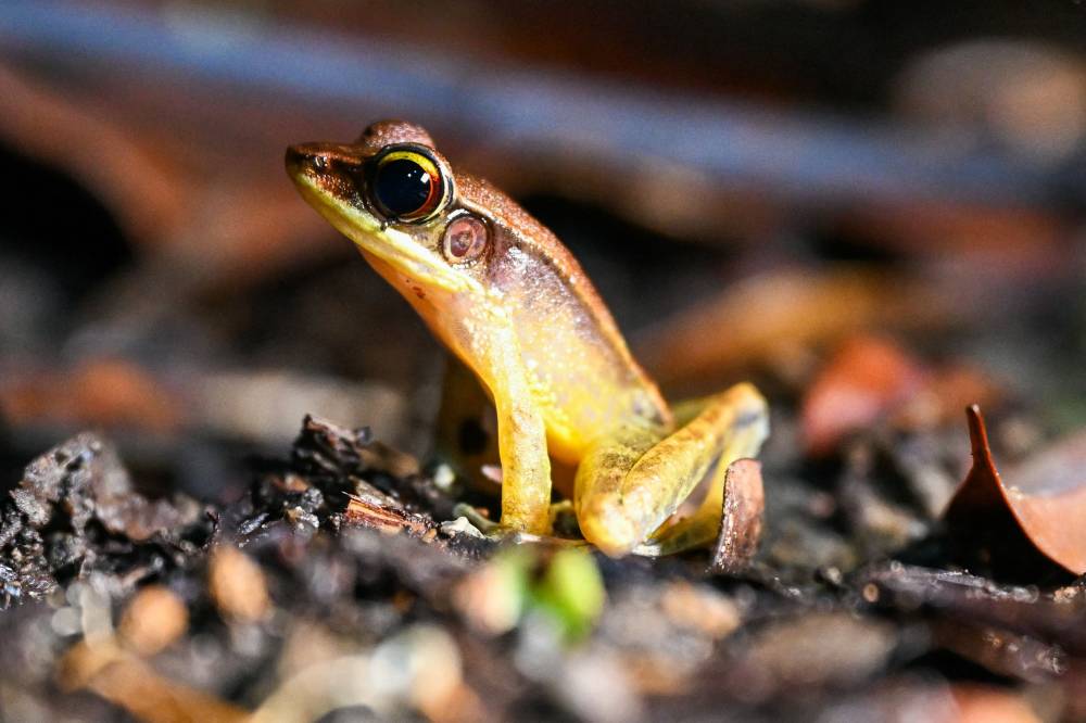 أحد الضفادع بالغابة (أ.ف.ب)