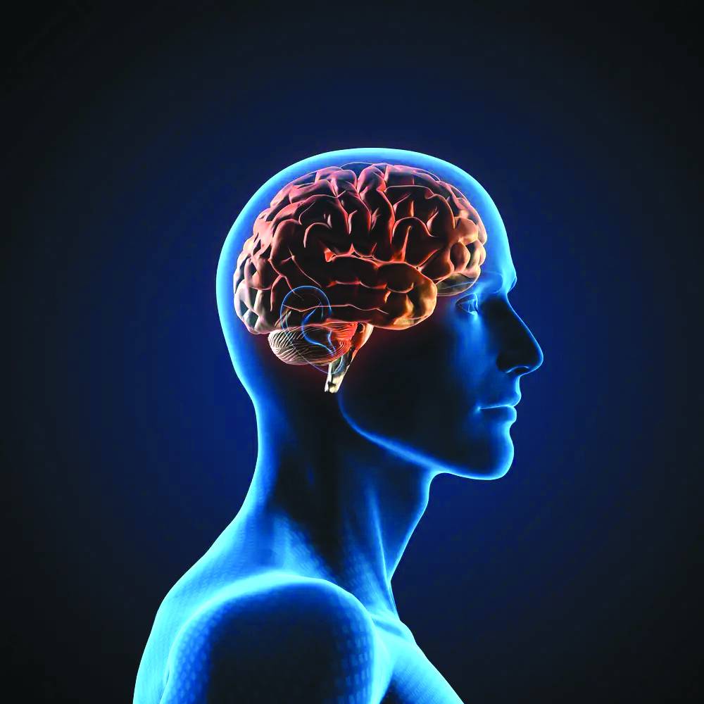 الدماغ يستخدم الدهون مصدراً للطاقة عند نقص الجلوكوز