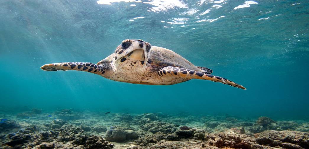 سلحفاة منقار الصقر تعود إلى شواطئ أبوظبي