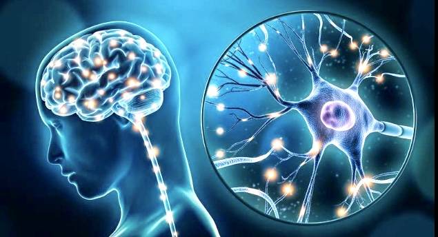 دور لبروتين بالدماغ في علاج الأمراض العصبية التنكسية