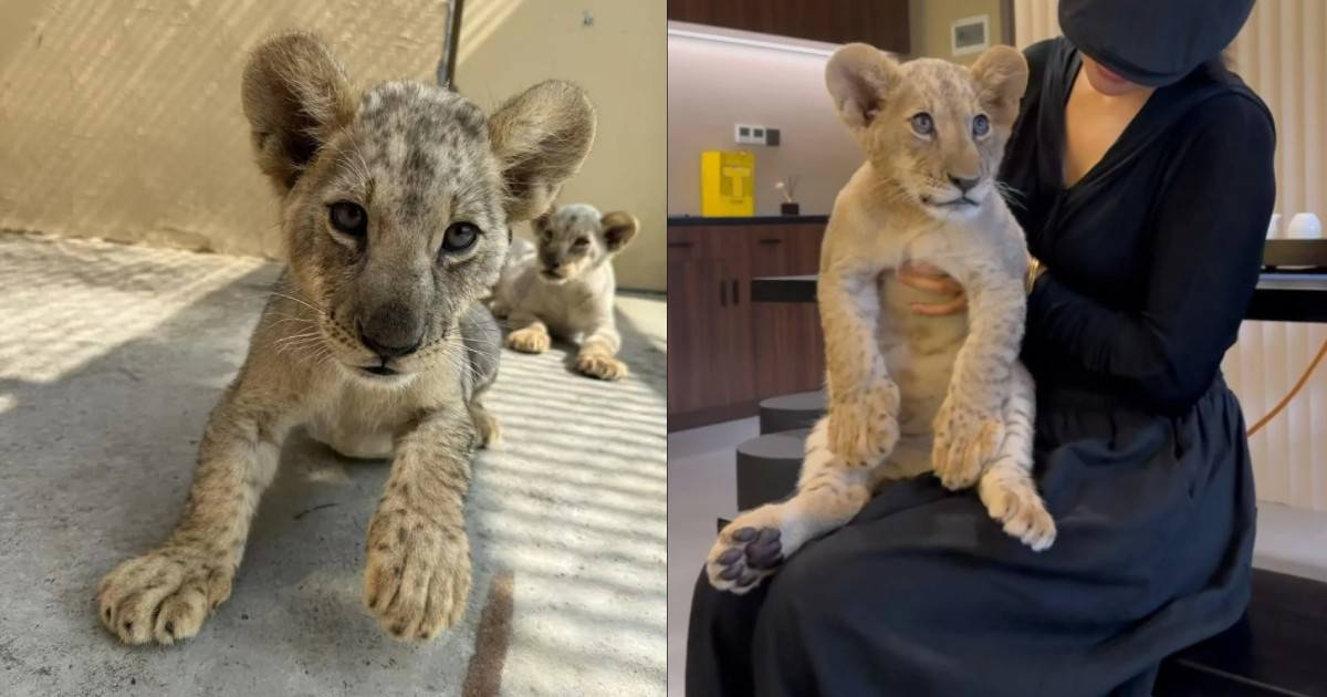 سيدة تداعب شبل أسد