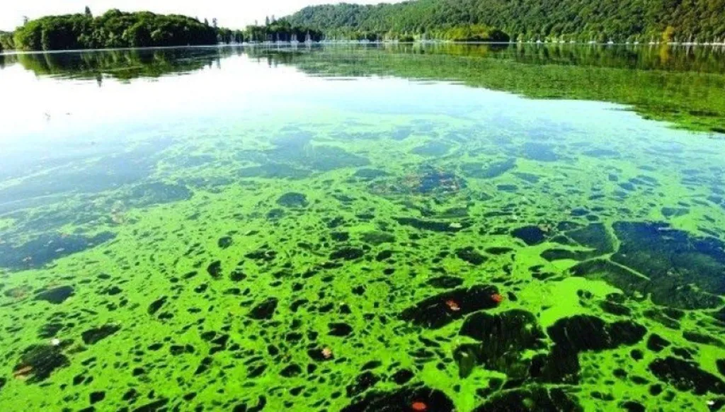 مسؤول: تفشي الطحالب السامة قبالة سواحل أستراليا «كارثة طبيعية»