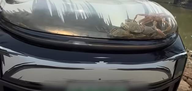 السرطانات بين غطاء المحرك والجلاد 