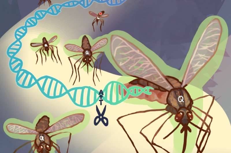 تعديل وراثي في البعوض يمنع انتقال الملاريا