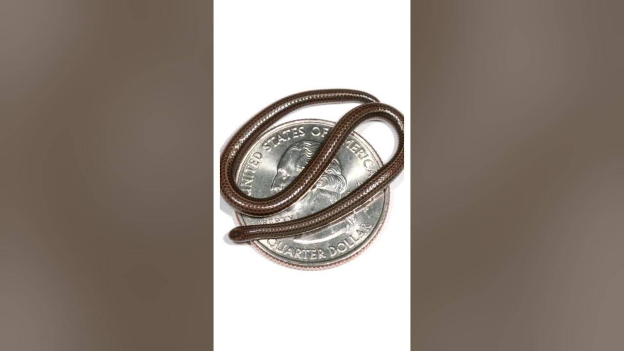 الثعبان على عملة معدنية