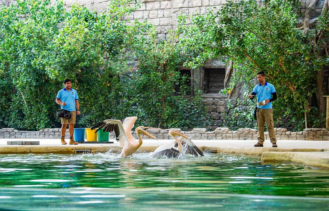 سفاري دبي.. عالم مذهل من المغامرات والحيوانات النادرة