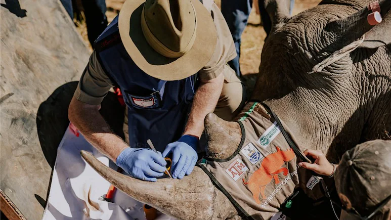  أثناء حقن وحيد القرن بمواد مشعة لإحباط الصيد الجائر