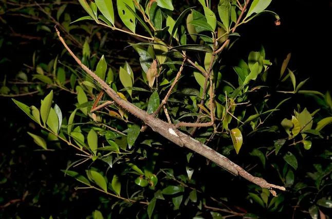 حشرة «Acrophylla alta»