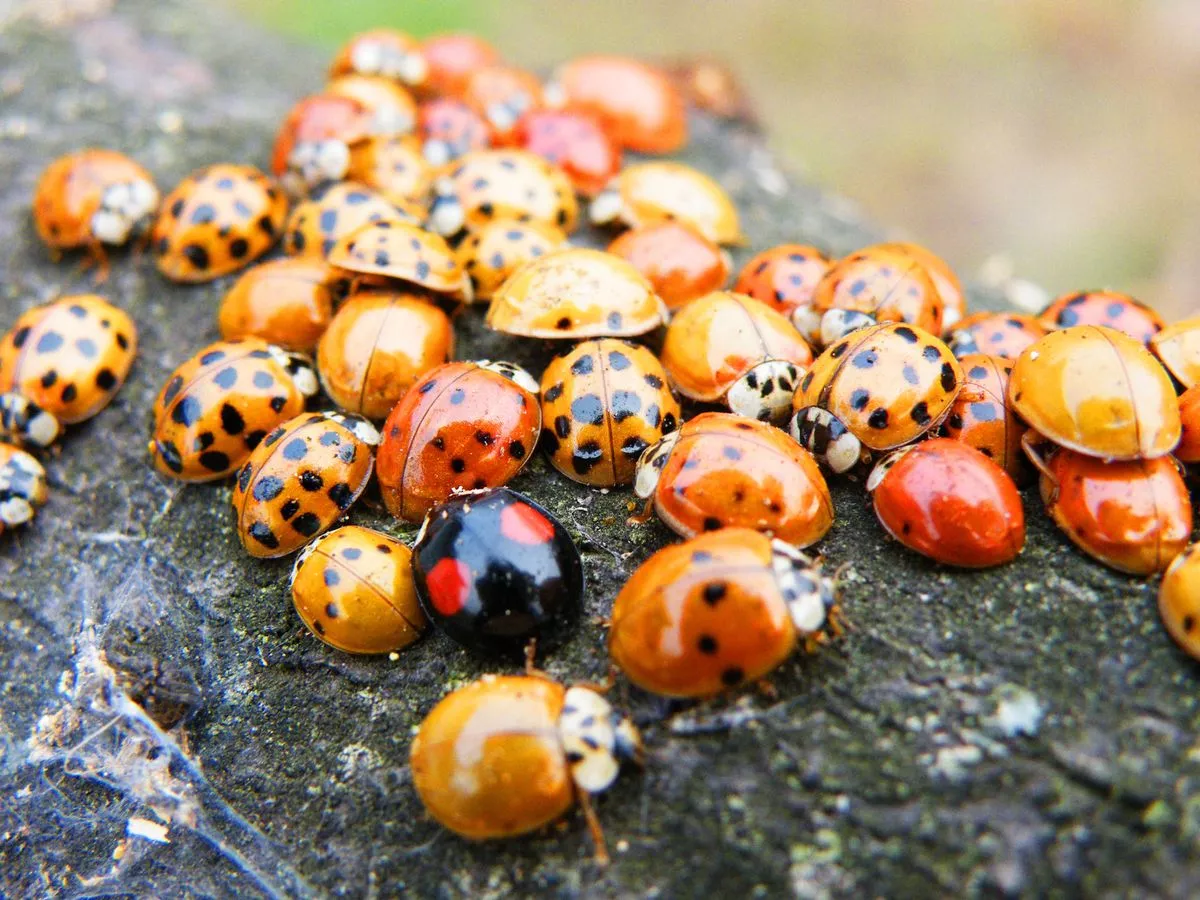 الخنافس بمدينة ويستون سوبر ماري 