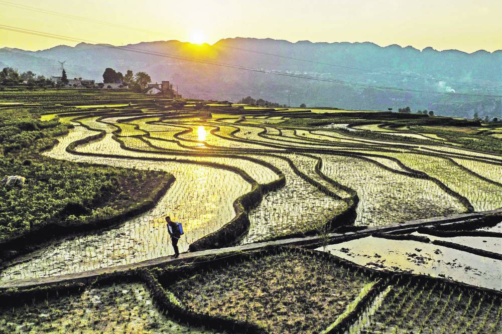 ارتفاع أسعار الأرز يدفع الحكومة اليابانية على زيادة إنتاجه