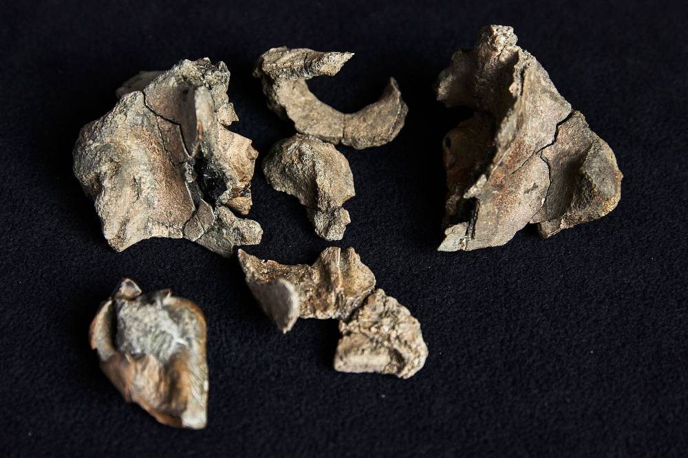 أحفورة جمجمة وأسنان الحوت (أ.ف.ب) 