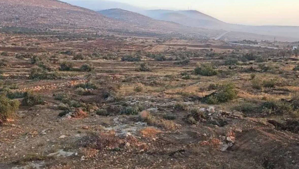 الجيش الإسرائيلي يقتلع الآلاف من أشجار الزيتون في الضفة الغربية