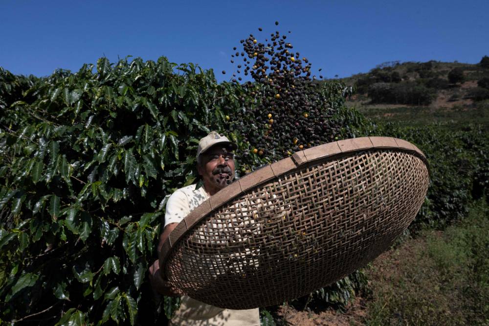 مزارع برازيلي يحصد القهوة خلال نهاية موسم المحاصيل السنوي في ريو دي جانيرو (أ ف ب)