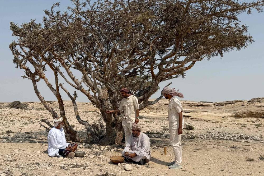  أشخاص يستريحون بعد استخراج راتنج اللبان في وادي الدوكة في منطقة ظفار جنوبي عمان (أ.ف.ب) 
