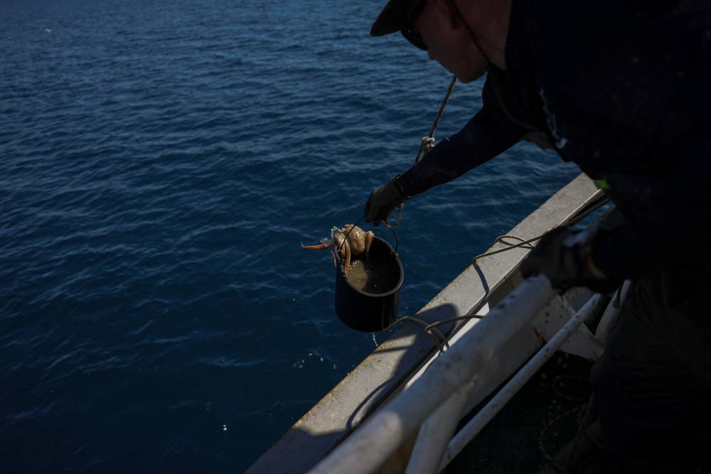 أحد أفراد الطاقم يطلق أخطبوطاً أثناء عملية إزالة المصائد غير القانونية (رويترز)