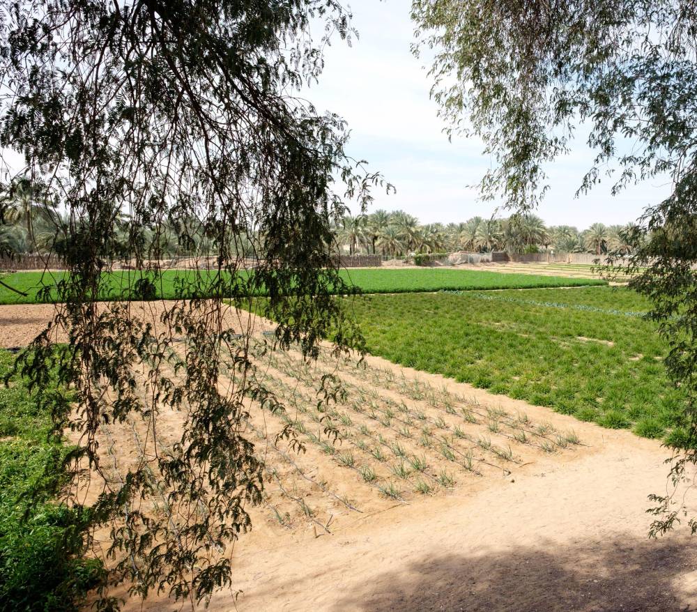 «بيئة أبوظبي»: ملوحة التربة أحد التحديات البيئية المهمة