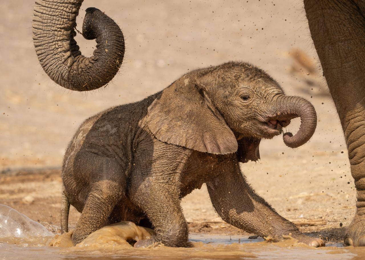 فيل سافانا إفريقي وتوأم ليمور يبهجان انطلاقة «سفاري الشارقة»